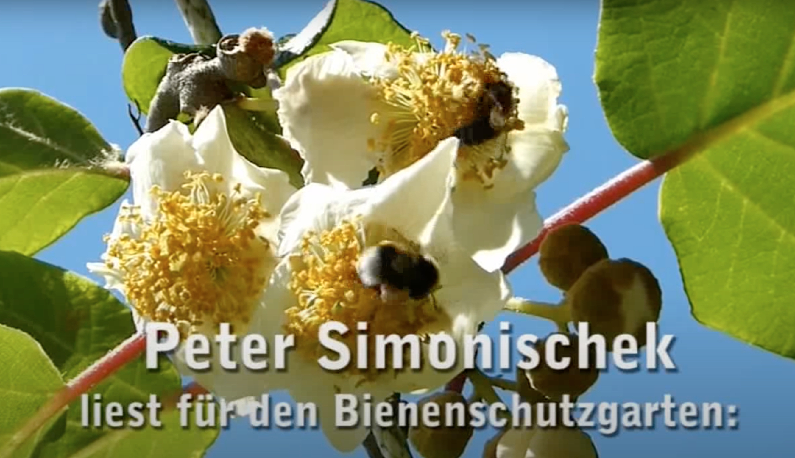 tl_files/bienenschutzgarten/userdata/blog/Blog 2024/P. Simonischek liest fuer den BSG.jpg