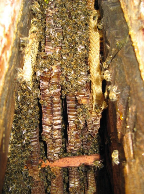 Naturnahe Bienenhaltung Bienenschutzgarten