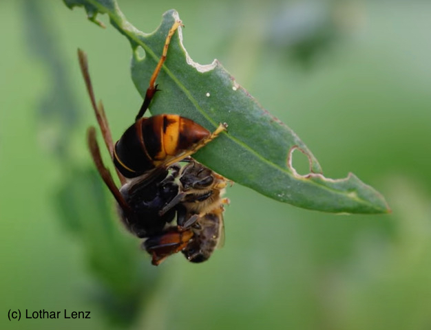 tl_files/bienenschutzgarten/userdata/blog/Blog 2024/V.veluta zerlegt Honigbiene_Copyright Lothar Lenz Kopie.jpeg