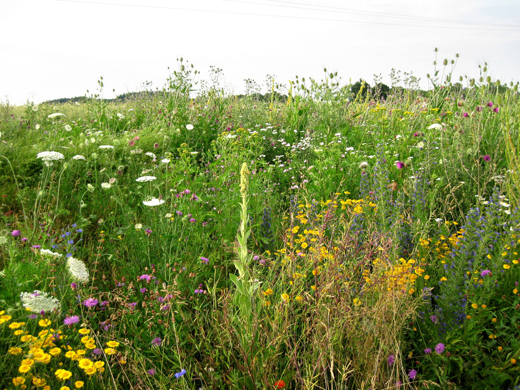 tl_files/bienenschutzgarten/userdata/fotos_website/62_02_Bluehaspekt im 2Jahr_1024px.jpg