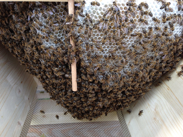 tl_files/bienenschutzgarten/userdata/fotos_website/Bienenwiege/2014.19 Juni 12.jpg