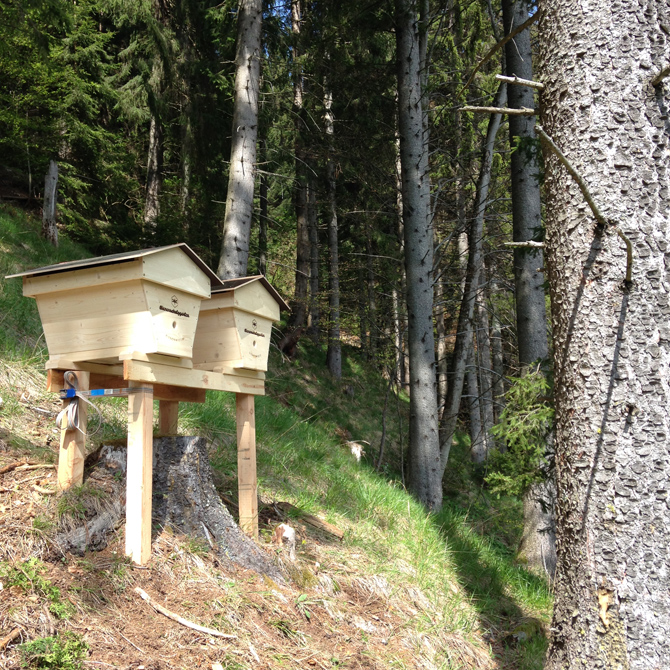 tl_files/bienenschutzgarten/userdata/fotos_website/Bienenwiege/Bienenwiege Verein_670.jpg