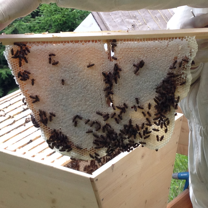 tl_files/bienenschutzgarten/userdata/fotos_website/Bienenwiege/Bienenwiege Wabe.jpg