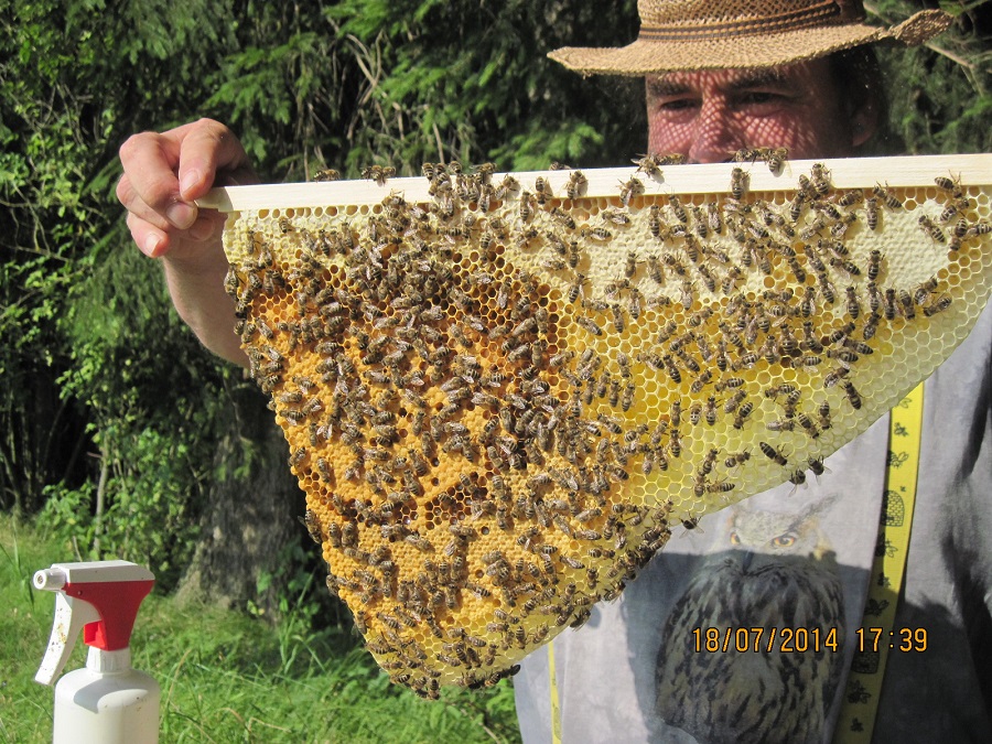 tl_files/bienenschutzgarten/userdata/fotos_website/Bienenwiege/IMG_0105.JPG