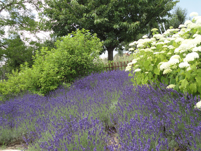 tl_files/bienenschutzgarten/userdata/fotos_website/Bienenwiege/Lavendel02_St. Stefan ob Stainz_2014.jpg.jpg